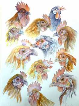 Chooks