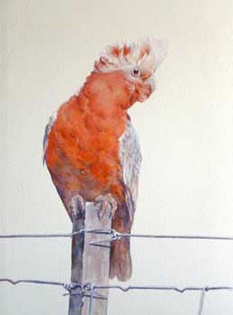 Galah