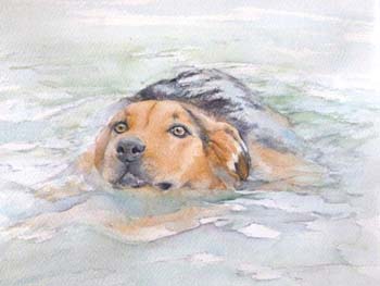 Lucy-in-for-a-swim