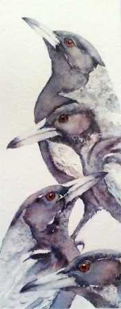 Magpies
