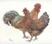 Chicken Pair